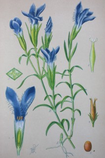 Gentiana eiliata