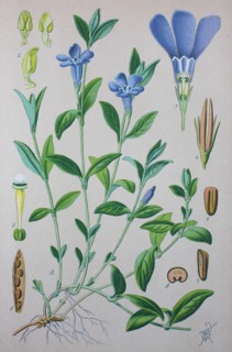 Vinca minor