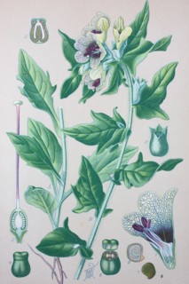 Hyoscyamus niger