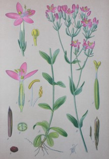 Centaurium erythraea
