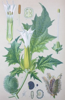 Datura stramonium
