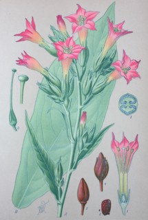 Nicotiana tabacum