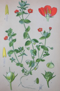 Scarlet pimpernel
