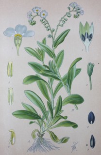 Myosotis scorpioides