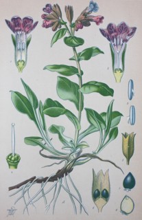 Pulmonaria officinalis