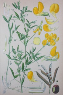 Lathyrus pratensis