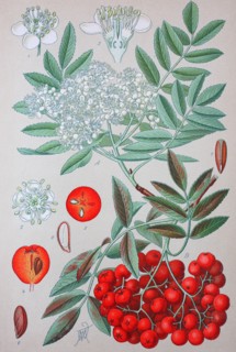 Sorbus aucuparia