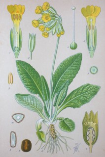 Primula veris