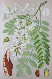Robinia pseudoacacia