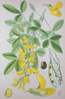Laburnum