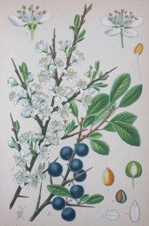 Prunus spinosa