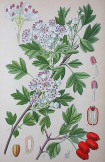 Crataegus monogyna