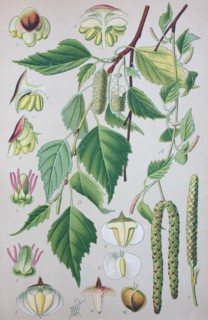 Betula pubescens
