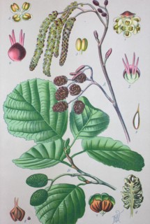 Alnus glutinosa