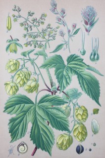 Humulus lupulus