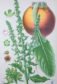 Beta vulgaris