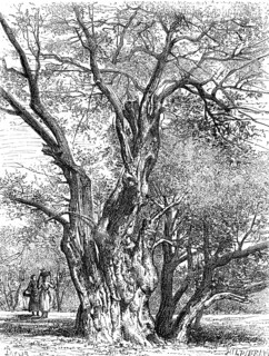 Ancient olive tree in southern France  /  Uralter Olivenbaum in Südfrankreich