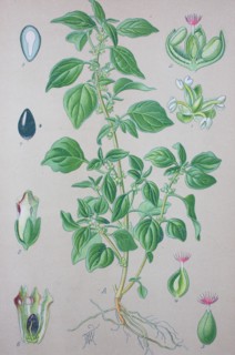 Parietaria judaica