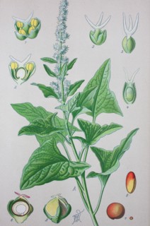Blitum bonus-henricus