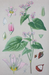 Buckwheat