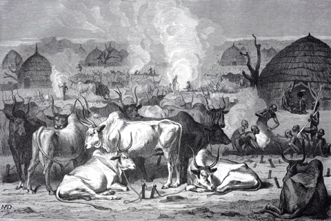 Zebu cattle at a Dinka village in Africa  /  Zebu Rinder bei einem Dorf der Dinkas in Afrika