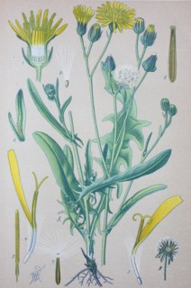 Crepis biennis