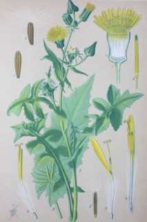 Sonchus oleraceus