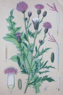 Cirsium arvense