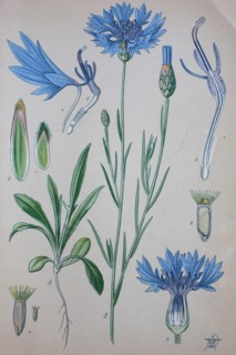 Centaurea cyanus