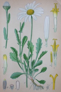 Leucanthemum vulgare