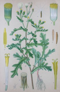 Senecio vulgaris