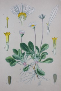 Bellis perennis