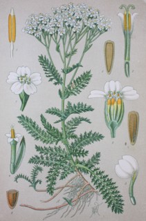 Achillea millefolium