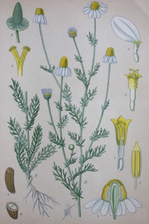 Matricaria chamomilla