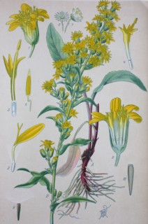 Solidago virgaurea