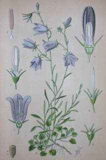 Campanula rotundifolia