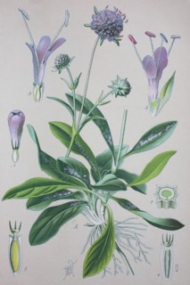 Succisa pratensis