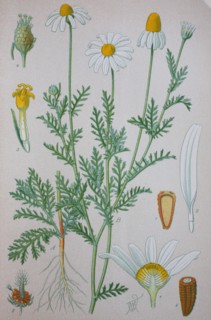 Anthemis arvensis