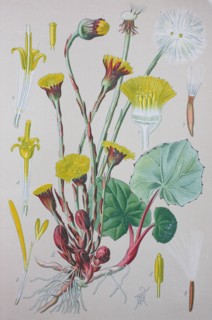 Tussilago farfara