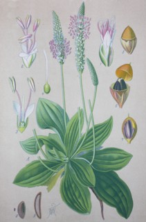 Plantago media