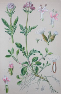Valerian