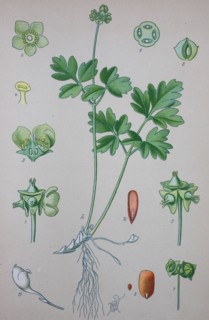 Adoxa moschatellina