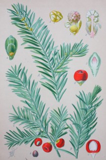 Taxus baccata is a conifer native to western