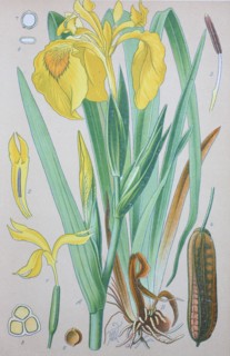 Iris pseudacorus