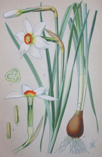Narcissus poeticus