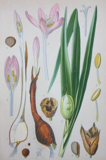 Colchicum autumnale