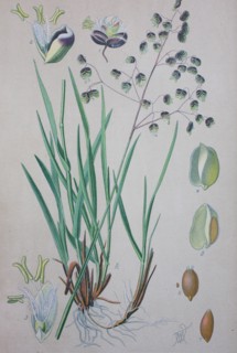 Briza media is a perennial grass in the family Poaceae and is a species of the genus Briza  /  Mittleres Zittergras