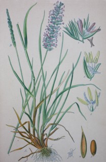 Cynosurus cristatus
