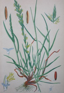 Lolium perenne
