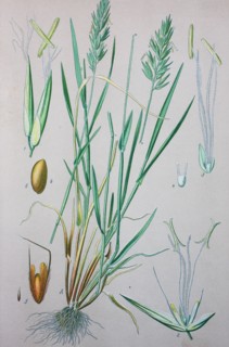 Anthoxanthum odoratum
